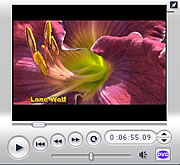 Happy Moose Daylily Videos