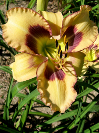 Buttercup Kiss